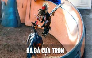 đá gà cựa tròn