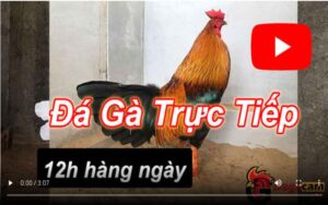 đá gà trực tiếp